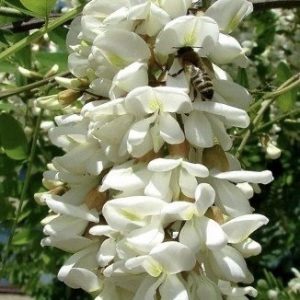 Акация парфюм аромат за влагане в други продукти